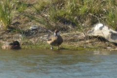 Anas bahamensis
