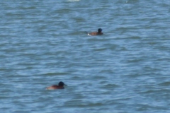 Oxyura vittata