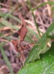 Phyllocrania