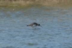 Tringa melanoleuca