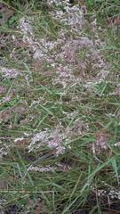 Melinis repens repens