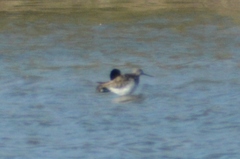 Tringa melanoleuca