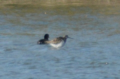 Tringa melanoleuca