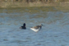 Tringa melanoleuca