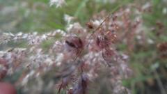 Melinis repens repens