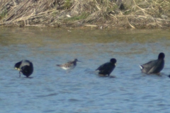 Tringa melanoleuca