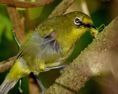 Zosterops virens virens