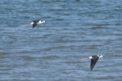 Himantopus mexicanus