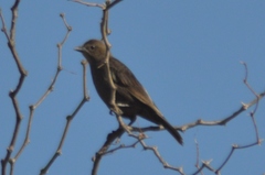 Molothrus bonariensis