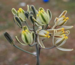 Albuca longipes