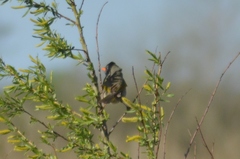 Embernagra platensis
