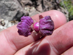 Calceolaria arachnoidea