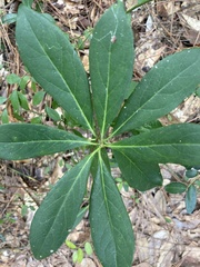 Symplocos tinctoria image