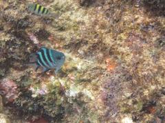 Abudefduf natalensis