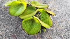 Salvinia minima