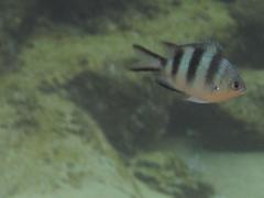 Abudefduf natalensis