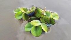 Salvinia minima