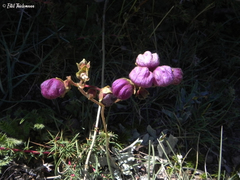 Calceolaria arachnoidea