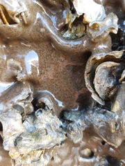 Didemnum psammatodes