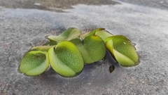 Salvinia minima