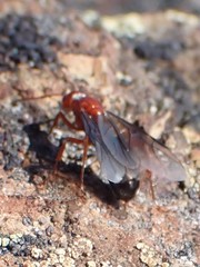 Formica aserva