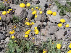 Calceolaria filicaulis luxurians