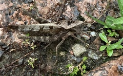 Xyleus discoideus discoideus