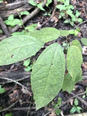 Lindera melissifolia