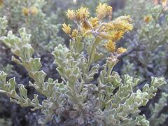 Helichrysum excisum