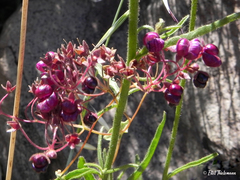 Calceolaria purpurea