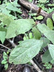 Lindera melissifolia