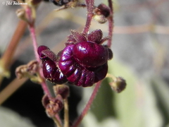 Calceolaria purpurea
