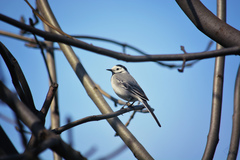 Motacilla alba