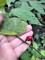 Lindera melissifolia