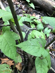 Lindera melissifolia