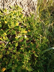 Tetragonia implexicoma