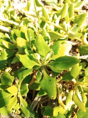 Tetragonia implexicoma