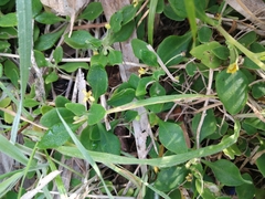 Tetragonia implexicoma