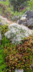 Mammillaria erythrosperma