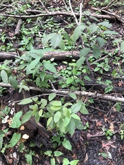 Lindera melissifolia