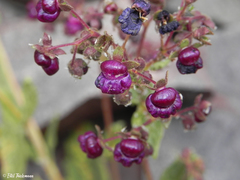Calceolaria purpurea