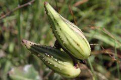 Asclepias albens