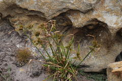 Cyperus polystachyos polystachyos