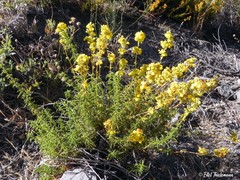Calceolaria thyrsiflora
