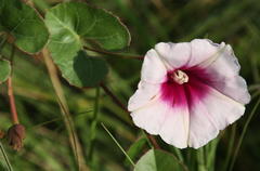 Ipomoea bathycolpos