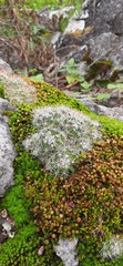 Mammillaria erythrosperma