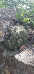 Mammillaria erythrosperma