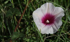 Ipomoea bathycolpos