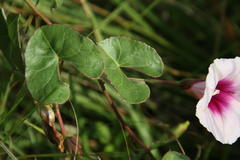 Ipomoea bathycolpos