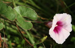 Ipomoea bathycolpos